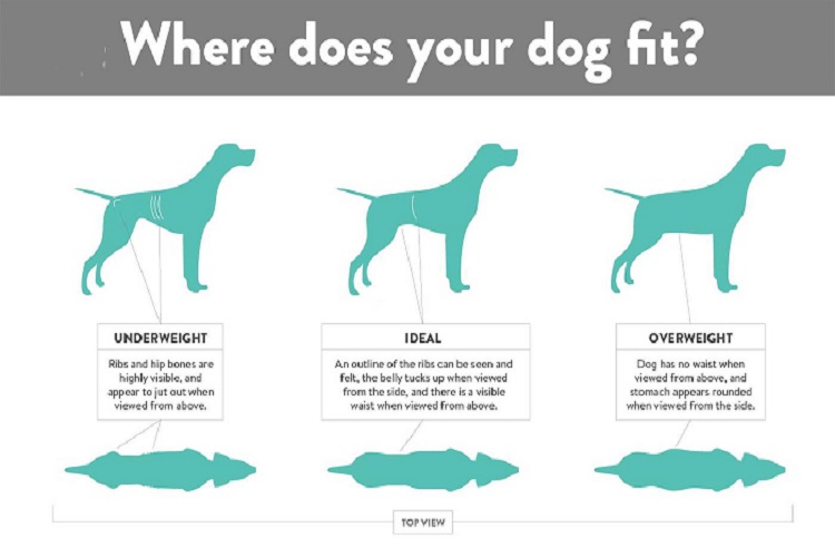 How to Help Your Dog Reach Their Ideal Weight