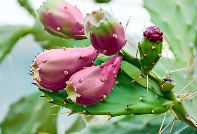 Health Benefits Of Prickly Pears