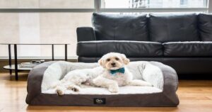 Buy Luxury Dog Beds