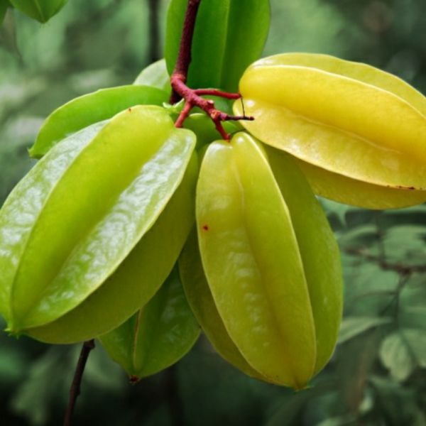 Natural Treatment for Erectile Dysfunction with Star Fruit